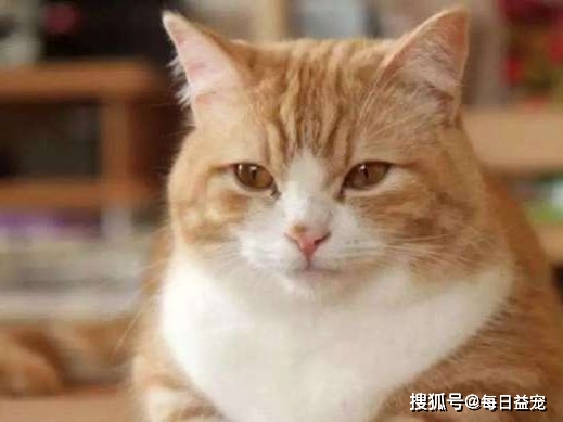 7777788888管家婆百度_王欣瑜再现猫咪狩猎,全面实施数据策略_C版13.55.61