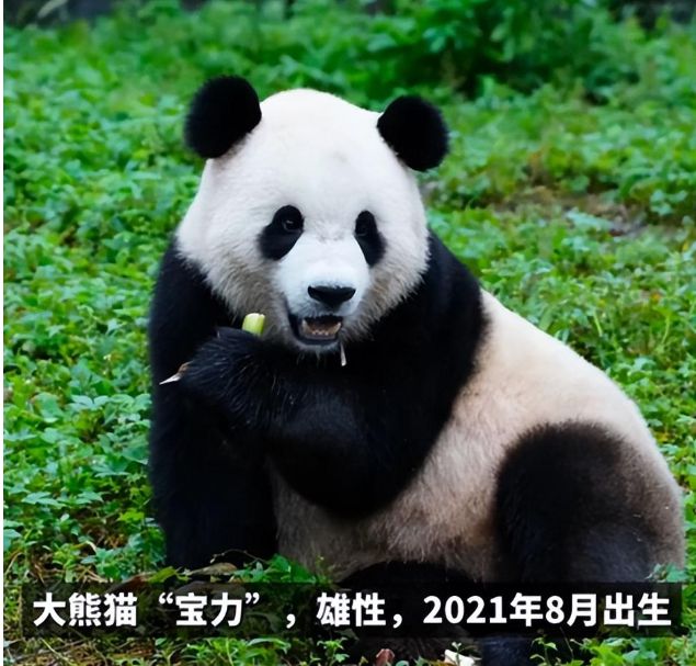 大熊猫宝力青宝启程赴美，跨越国界的熊猫情缘