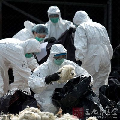 全球禽流感最新疫情，防控形势与挑战分析