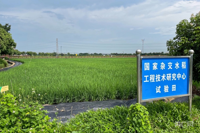 澳门天天开彩好正版挂牌_网友举报过期大米销往乡村学校,深度解析数据应用_战斗版17.30.64