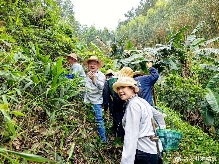 2024新澳免费资料彩迷信封_哀牢山未来半个月徒步团已报满,迅速执行设计计划_复刻版80.90.98