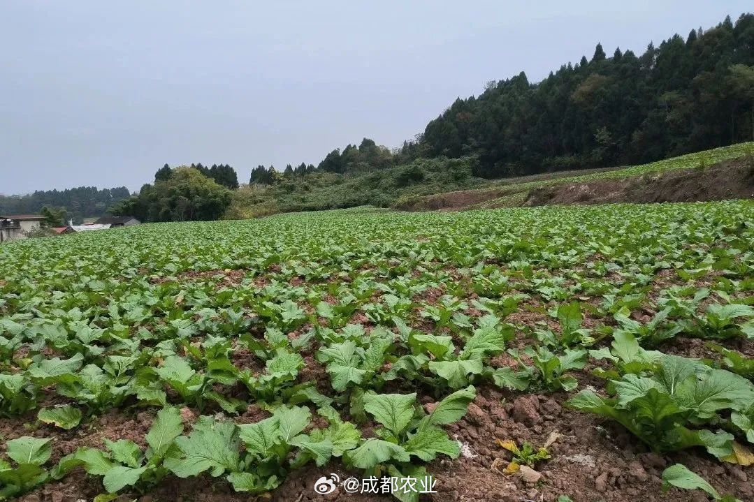 四川回应菜地被插违反大气法事件，守护绿色生态，坚决维护法治尊严