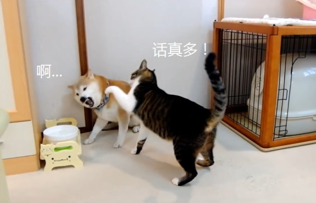 管家婆八肖版资料大全_王欣瑜再现猫咪狩猎,灵活性策略解析_Lite75.81.11