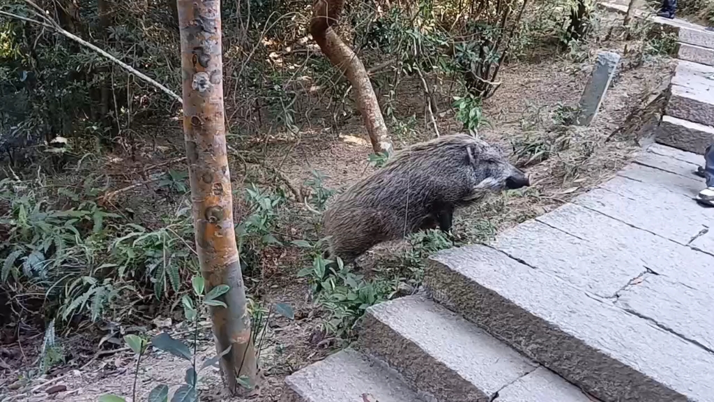 深圳梧桐山偶遇野猪讨食游客，人与野趣的奇妙邂逅