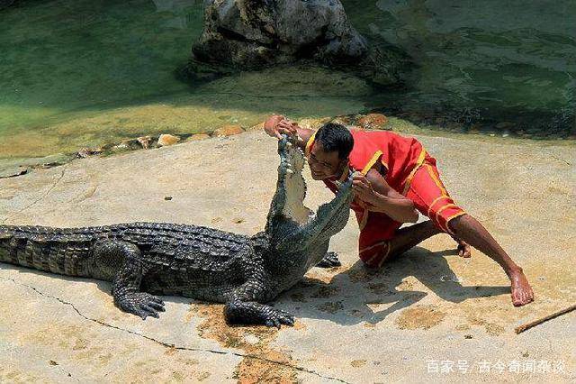 鳄鱼上街被擒拿背后的奇妙旅程，变化、学习与成就感的探索