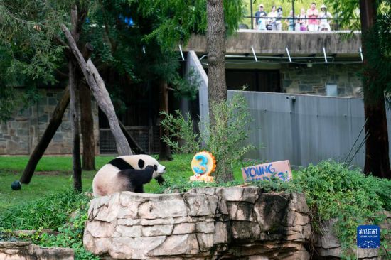 美国首都华盛顿隆重迎接熊猫抵达，步骤指南与精彩瞬间回顾