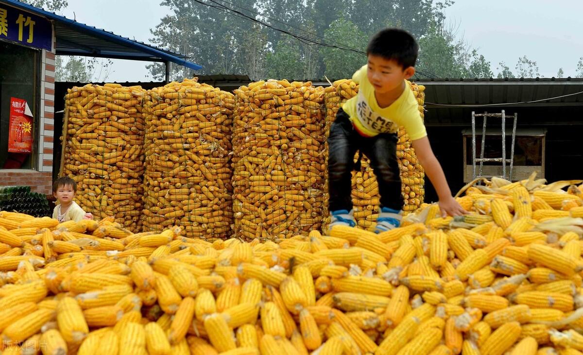 山东今日小麦最新价格，市场走势与影响因素深度解析