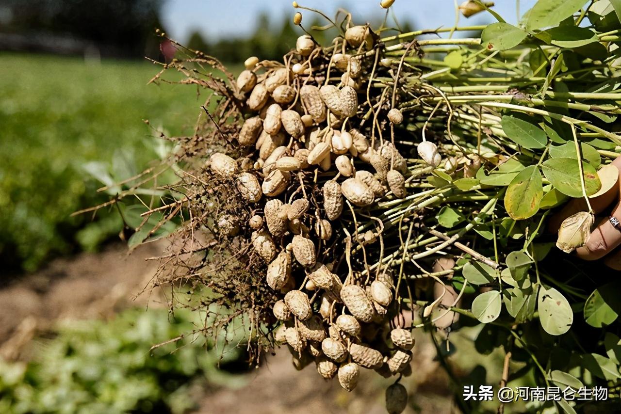 复合肥最新价格,复合肥最新价格，变化中的机遇，自信与成就的种子在心中生根发芽