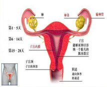 子宫腺肌症最新治疗方法和论述研究