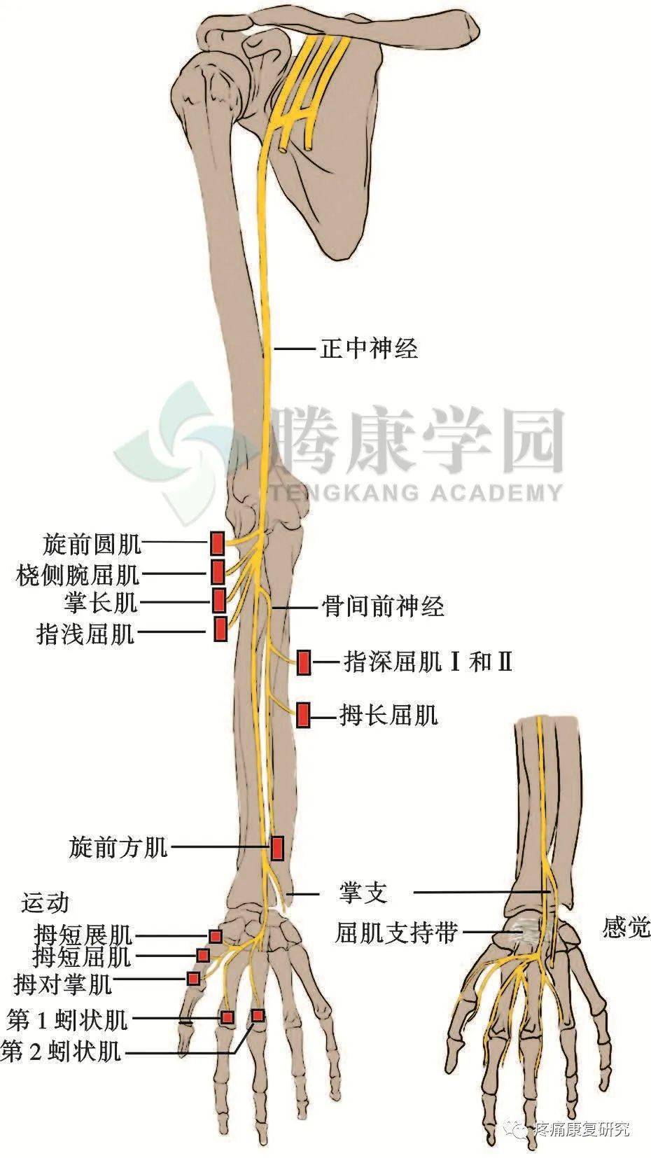 臂丛神经最新治疗方法研究及进展