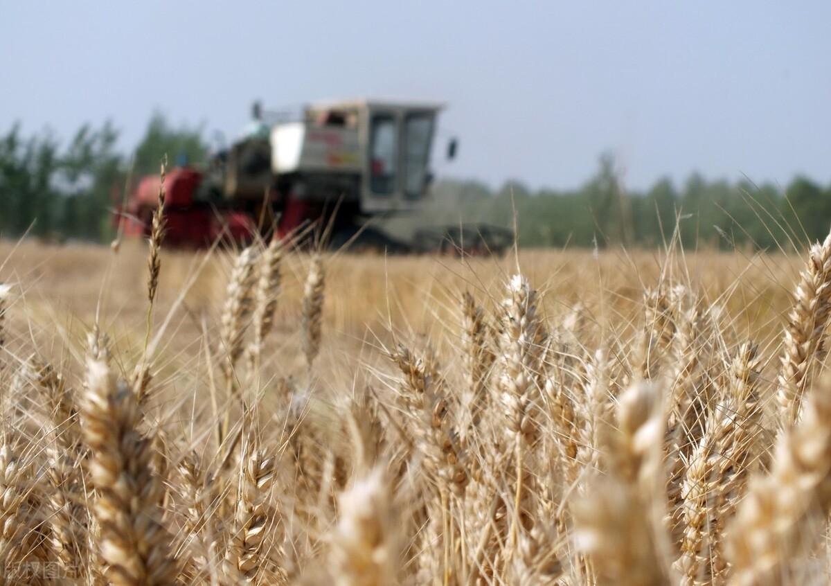 山东小麦最新价格信息更新🌾