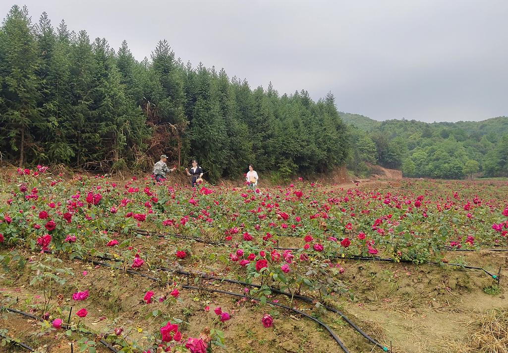 山东山水集团动态更新，变革中的力量与自我提升之路