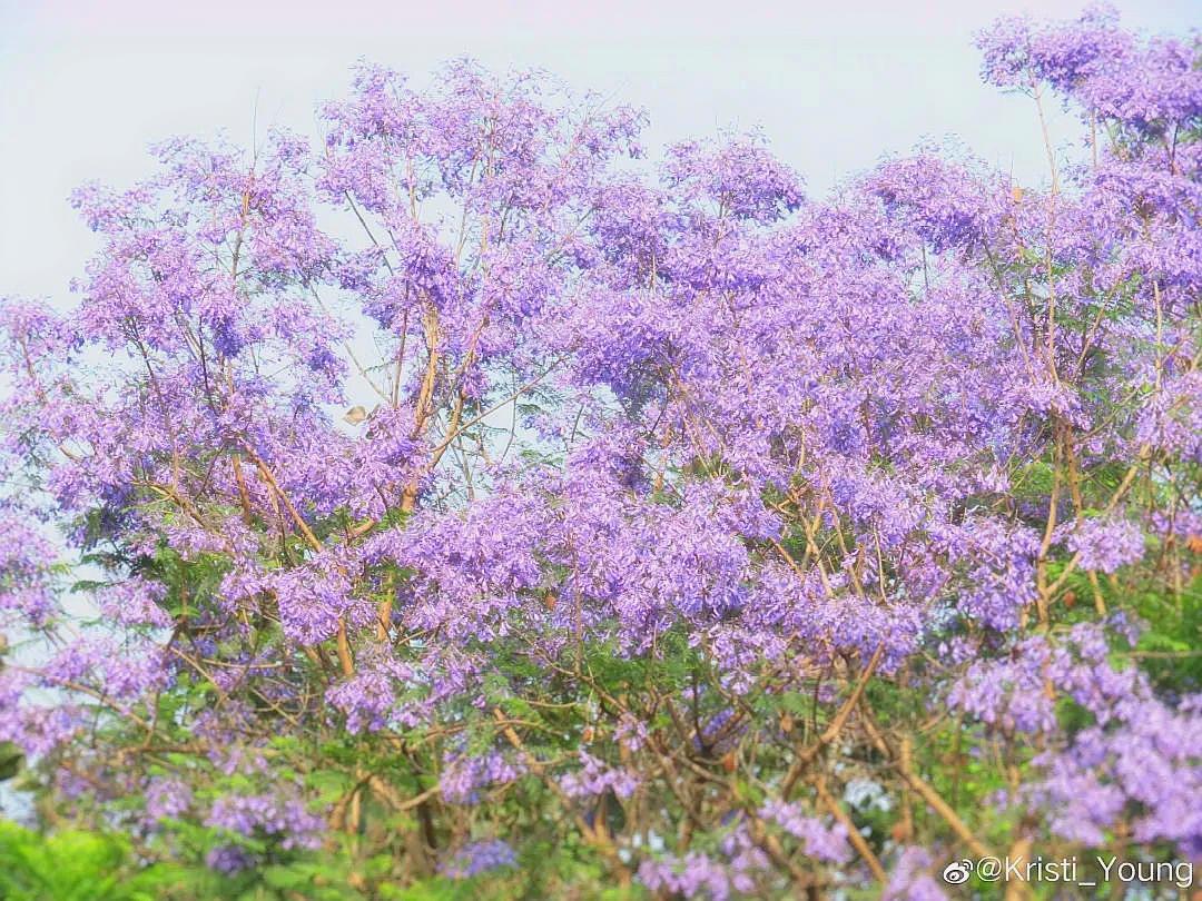 四川蓝花楹梦幻紫色海洋的报价来袭，心动不如行动！💜