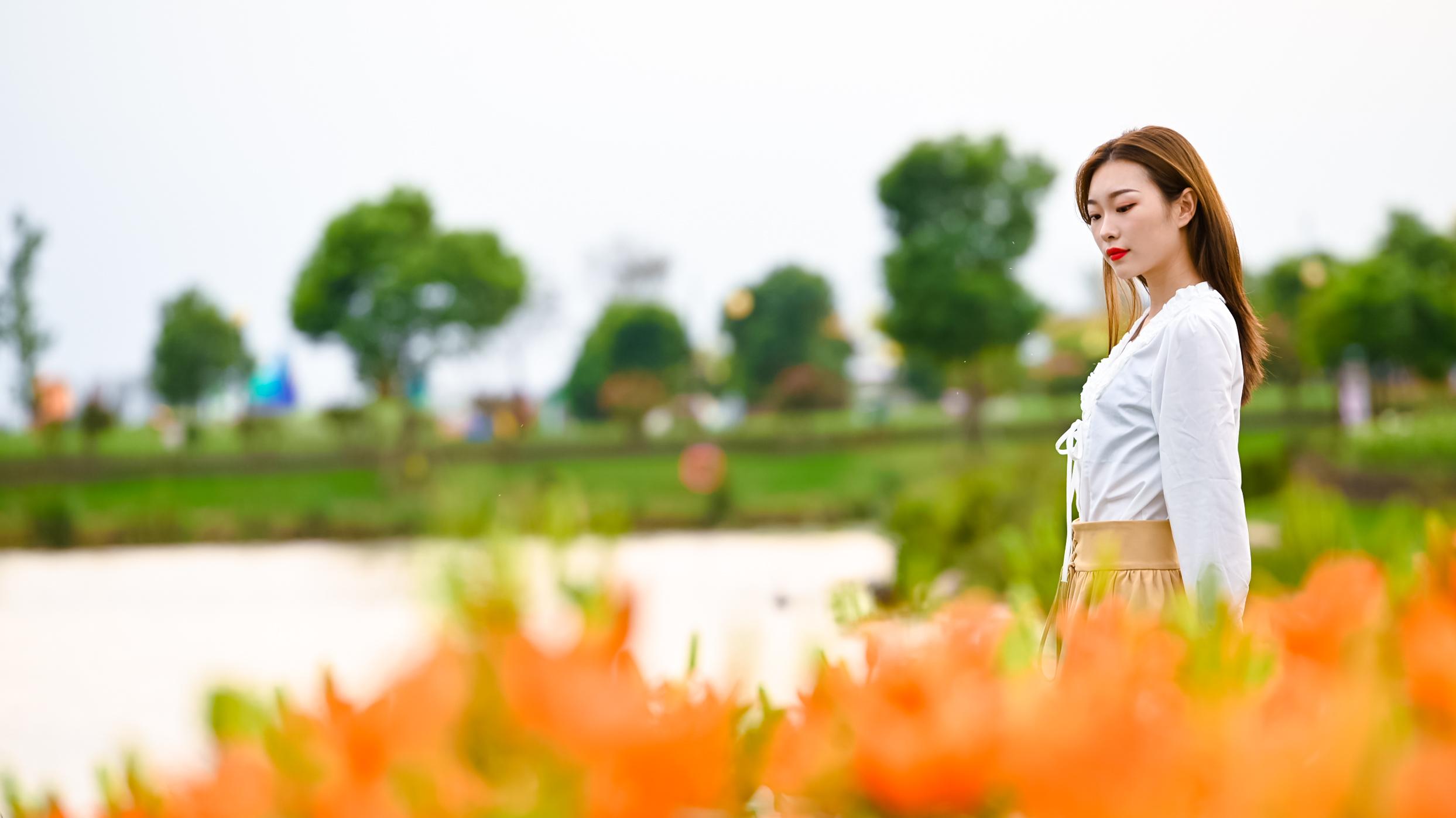 百合花价格行情揭秘，小巷深处的花香探索