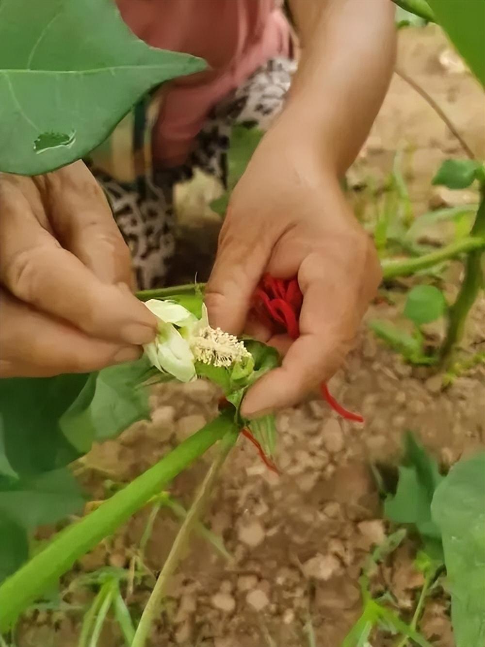 太阳能新款柱头灯，点亮自然探索之路