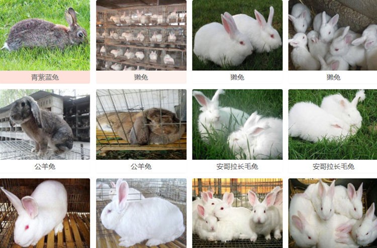 兔子行情市场最新价格更新🐰