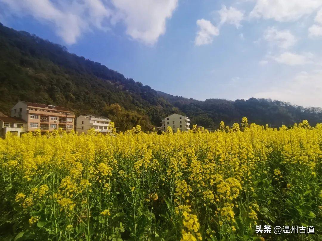 永嘉最新乡镇生活，温馨日常的点滴记录