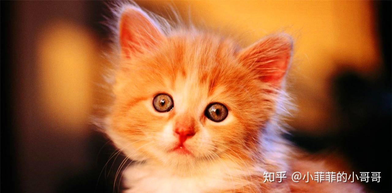 最新破解版猫咪，时代宠物的崛起及其深远影响