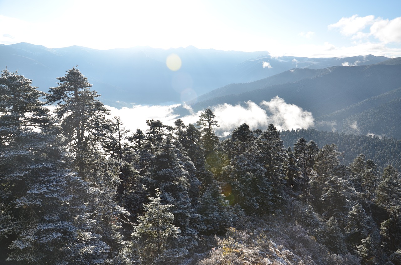 雪松资讯，探寻自然美景之旅，寻觅内心平和之地