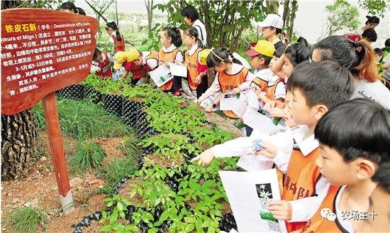 最新中药市场动态，探寻内心平静的天然草本之旅