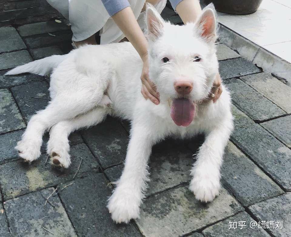 贵阳最新下司犬出售，变化的力量与自信的成长之旅